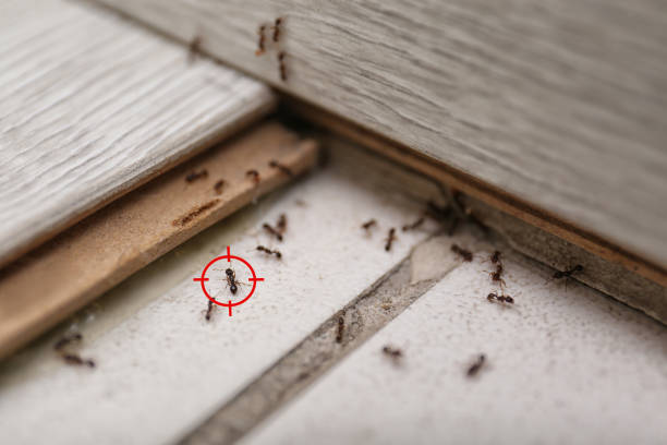Best Best Pest Control Companies  in Bedford, IN